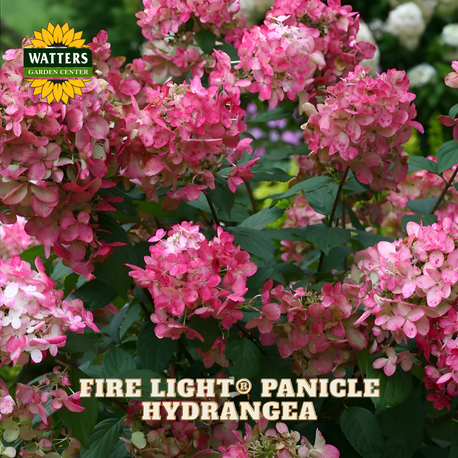Pink panicle hydrangea with Watters Garden Center logo and 'Fire Light Panicle Hydrangea' text.