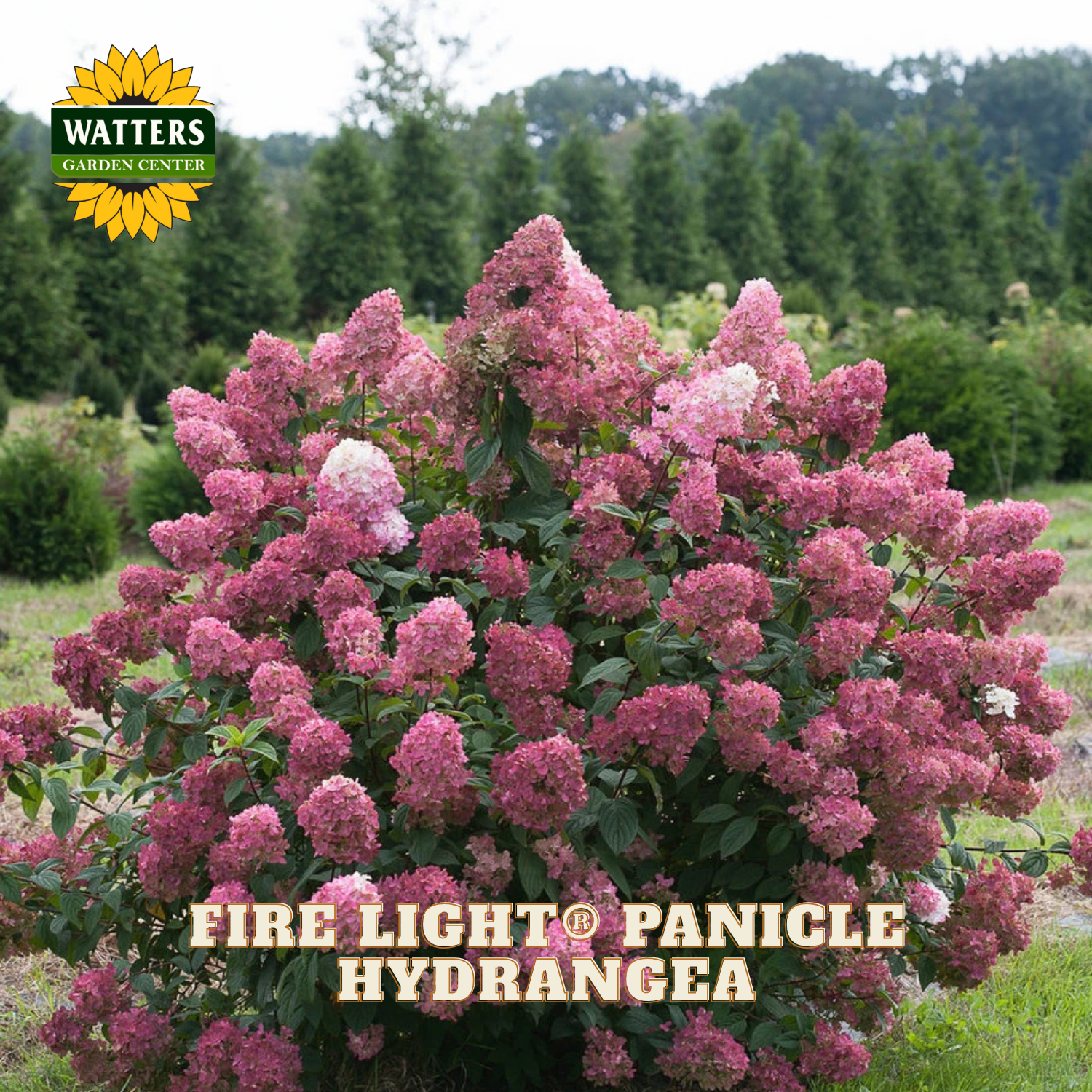 Fire Light Panicle Hydrangea plant with Watters Garden Center branding in a garden setting.