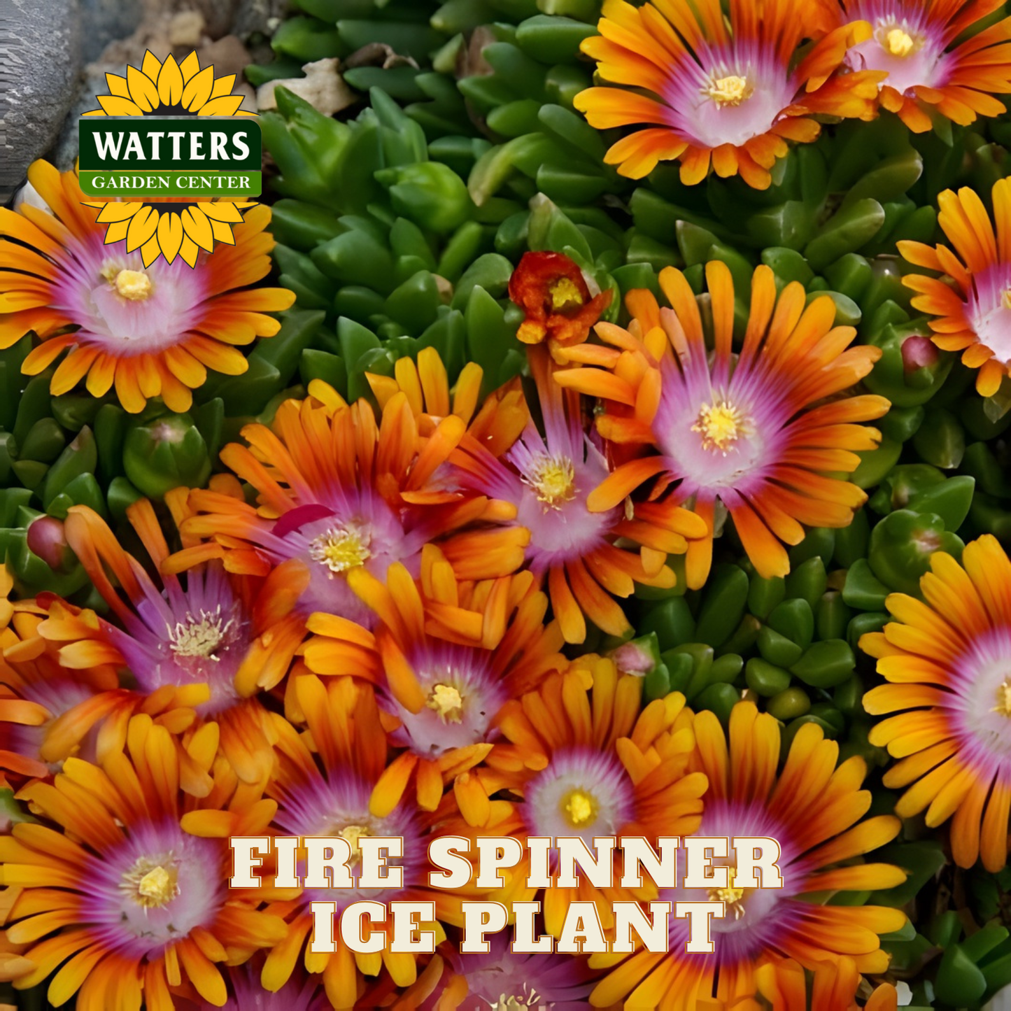 FIRE SPINNER ICE PLANT 1gal