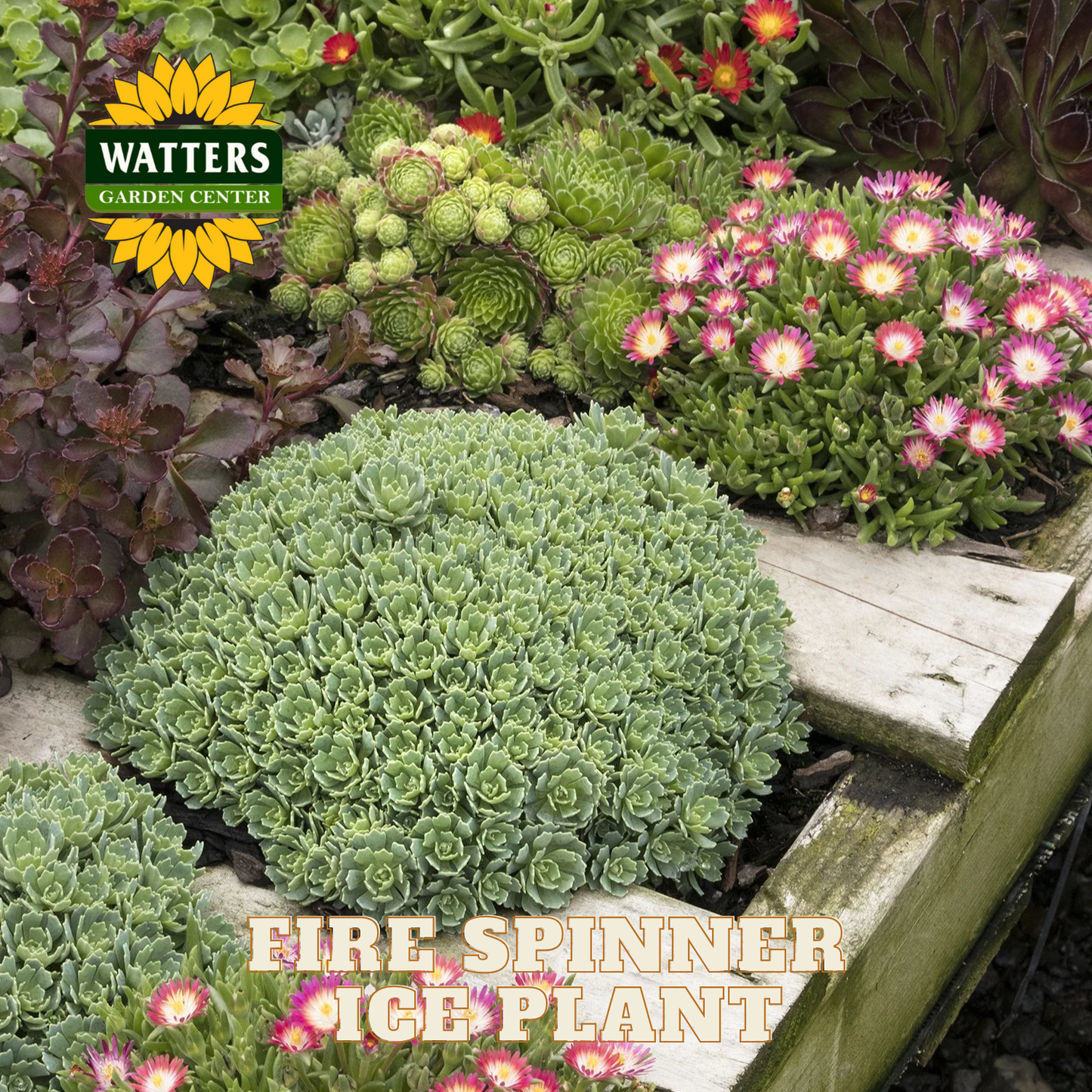 FIRE SPINNER ICE PLANT 1gal