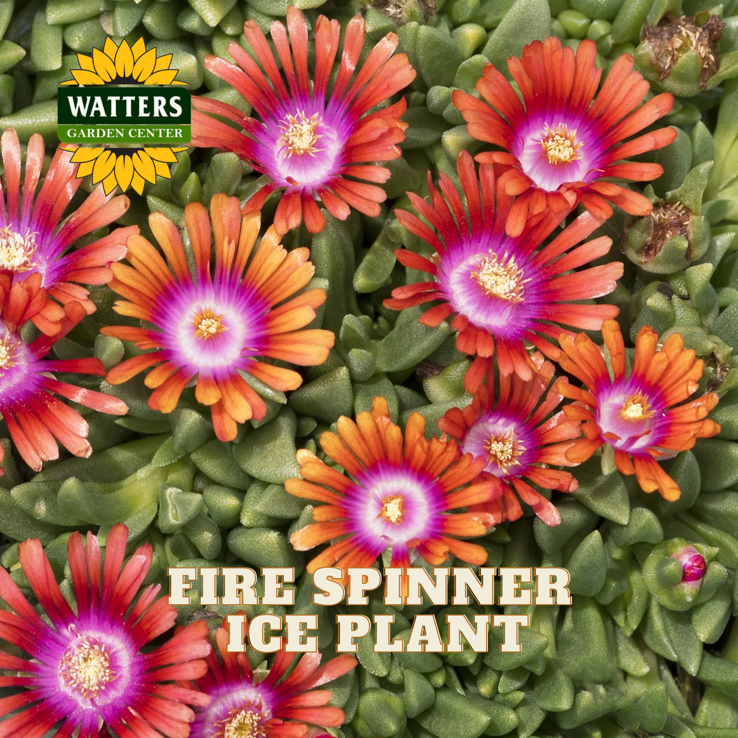 FIRE SPINNER ICE PLANT 1gal