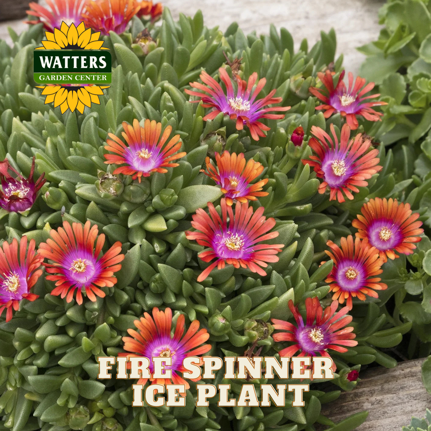 FIRE SPINNER ICE PLANT 1gal
