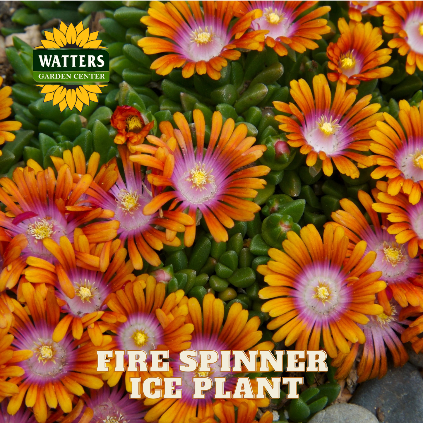 FIRE SPINNER ICE PLANT 1gal