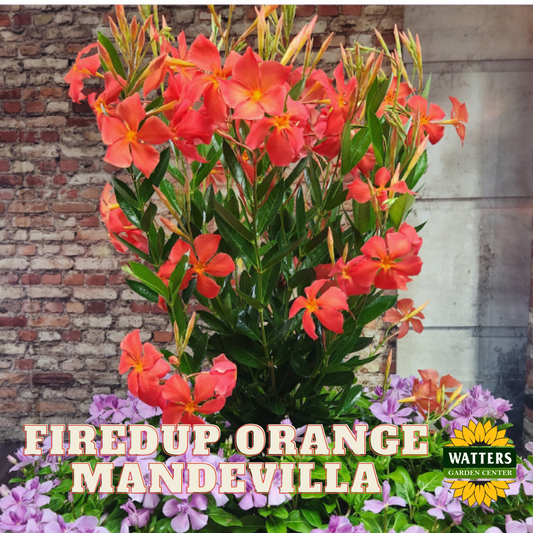 FIRED UP ORANGE MANDEVILLA 2gal