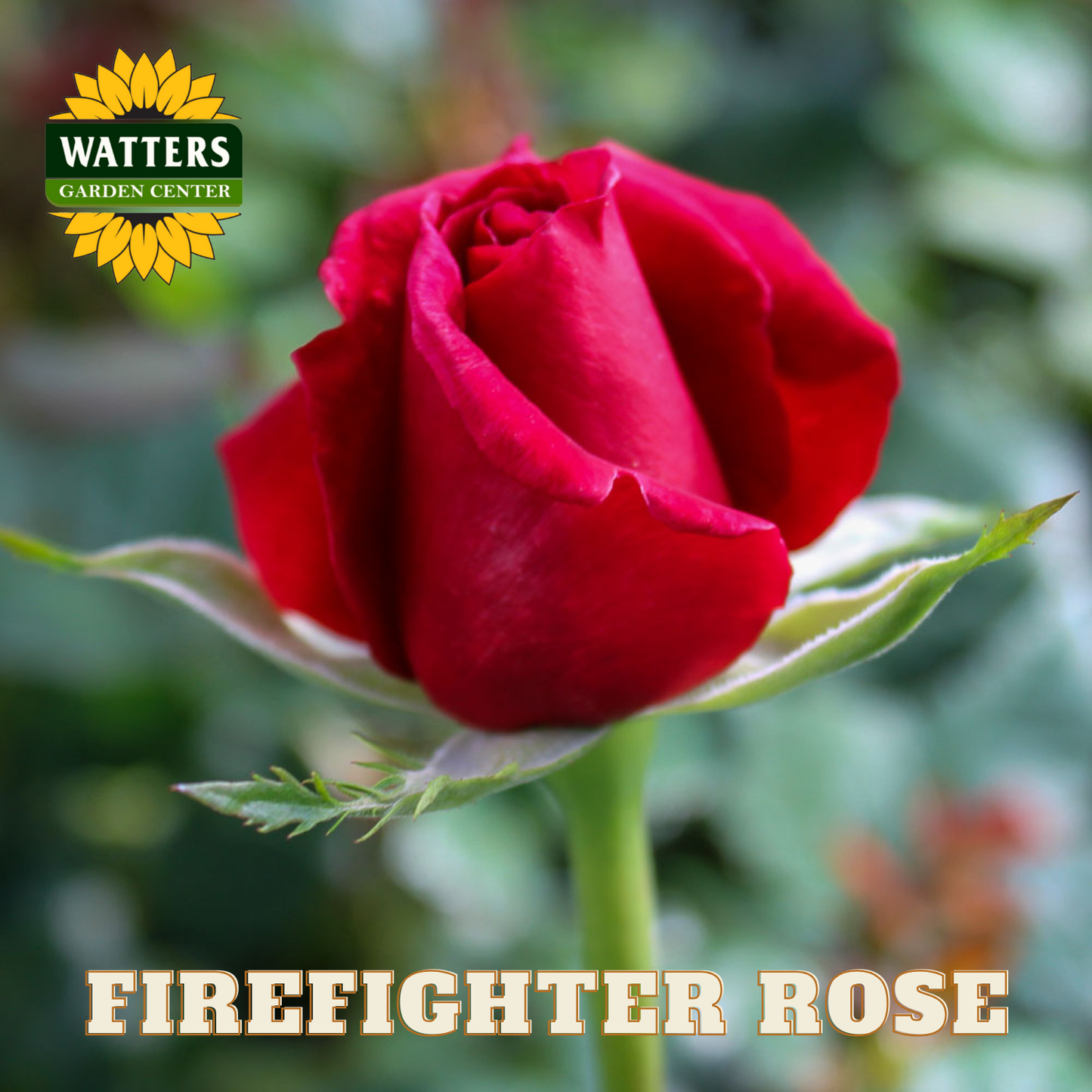 Red rose with 'Watters Garden Center' logo and 'Firefighter Rose' text.