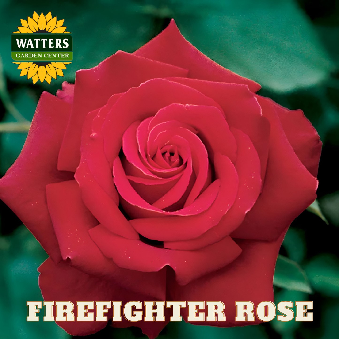Red rose with 'Watters Garden Center' logo and 'Firefighter Rose' text.