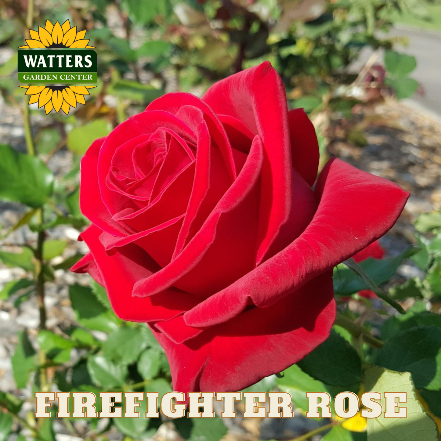 Red rose with Watters Garden Center logo and 'Firefighter Rose' text.