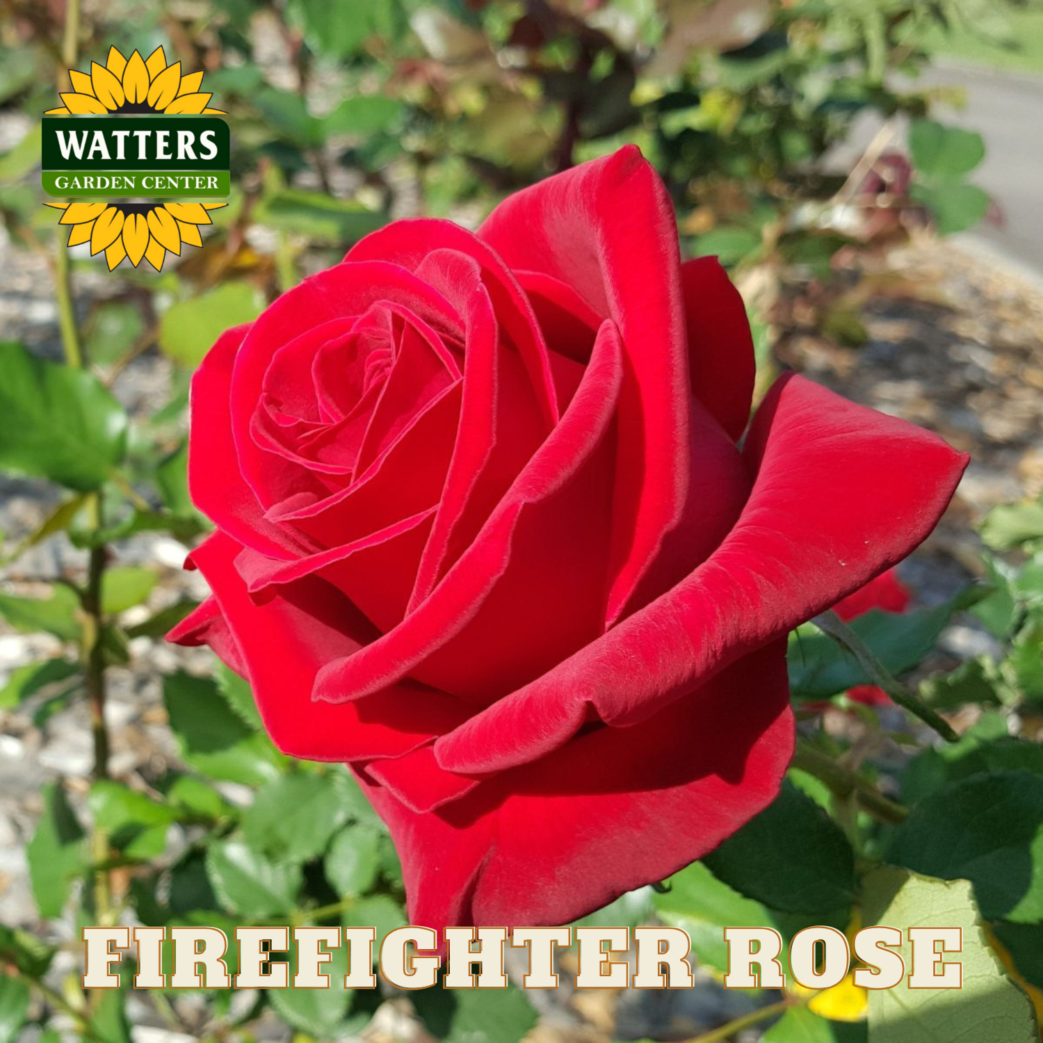 Red rose with Watters Garden Center logo and 'Firefighter Rose' text.