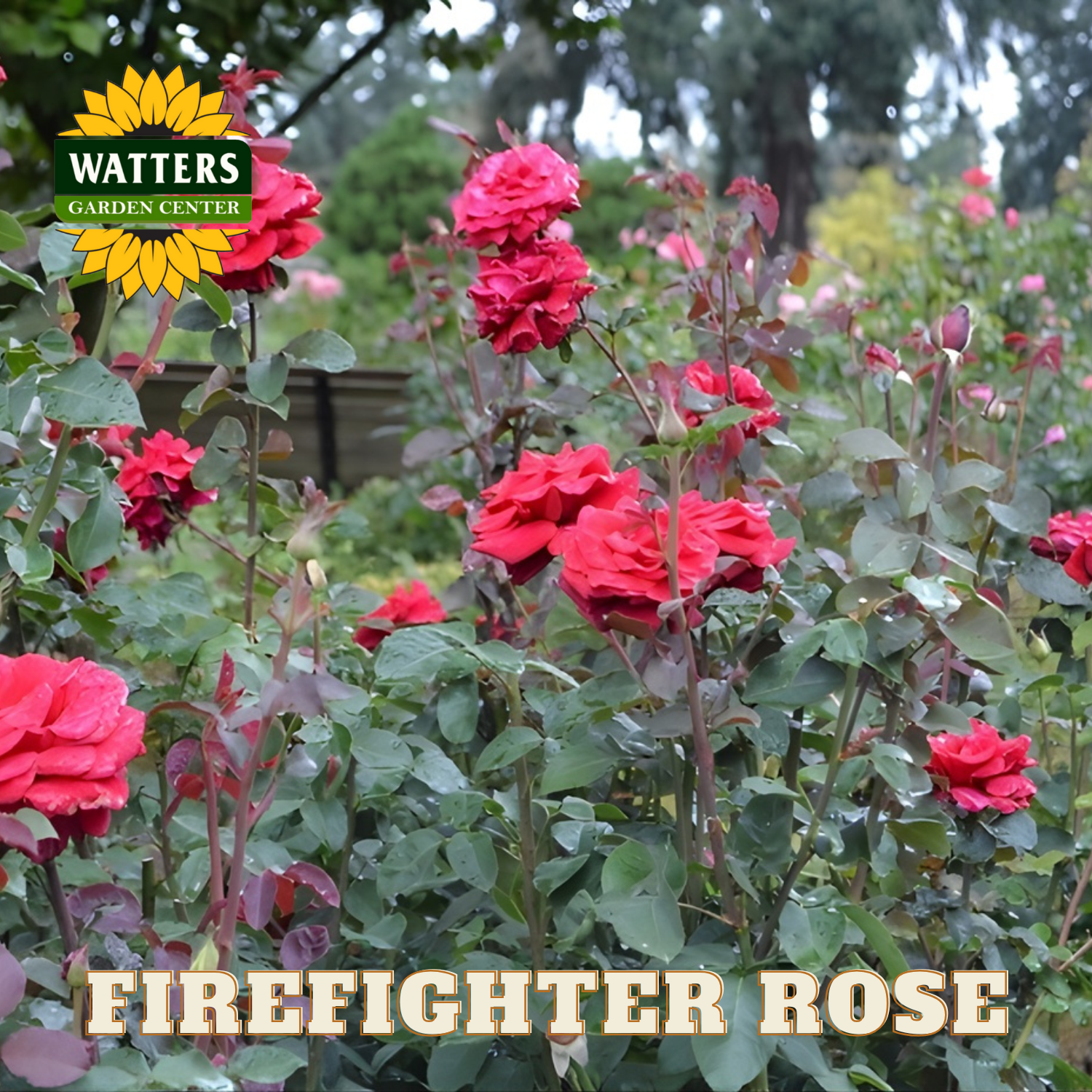 Red roses with 'Watters Garden Center' logo and 'Firefighter Rose' text.