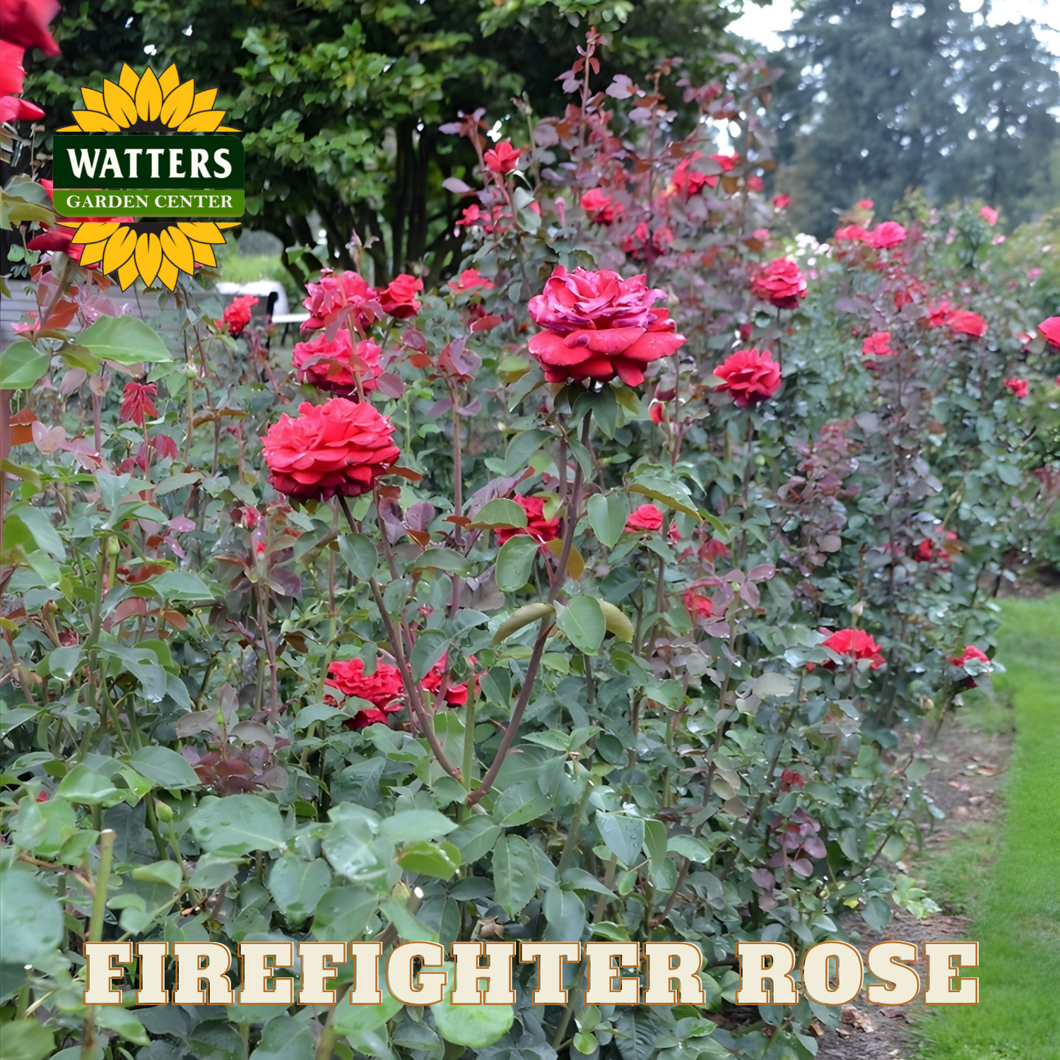 Garden scene with red roses and 'Watters Garden Center' logo.