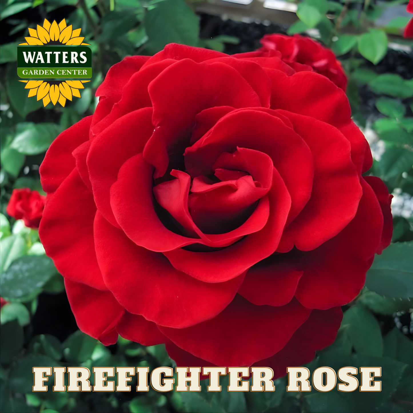 Red rose with 'Watters Garden Center' logo and 'Firefighter Rose' text.