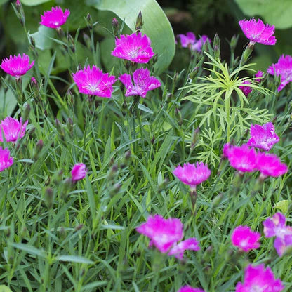 FIREWITCH DIANTHUS 1gal