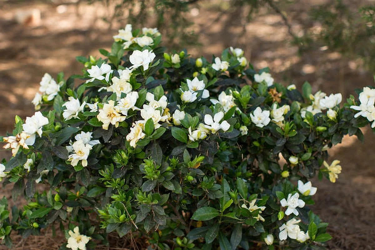 SWEET TEA GARDENIA 2gal