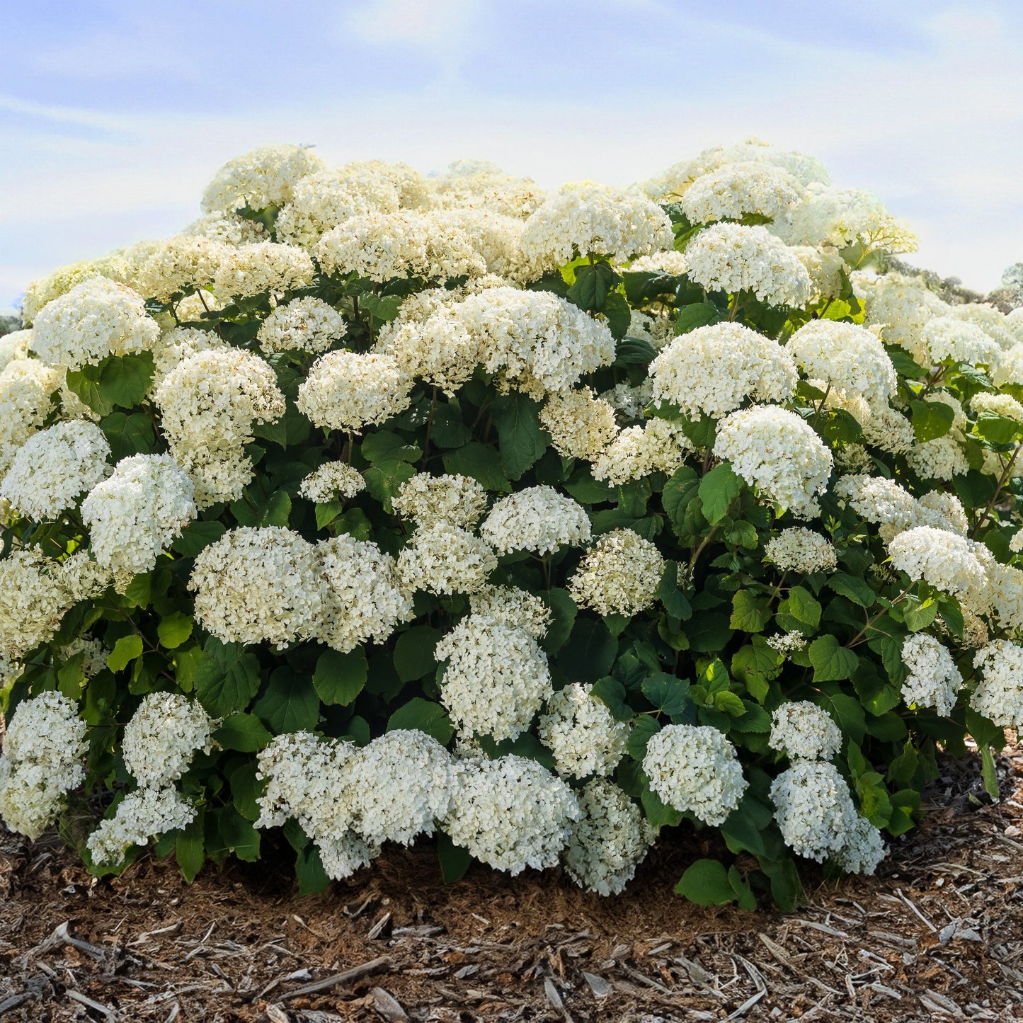 WHITE SUN HYDRANGEA 2gal