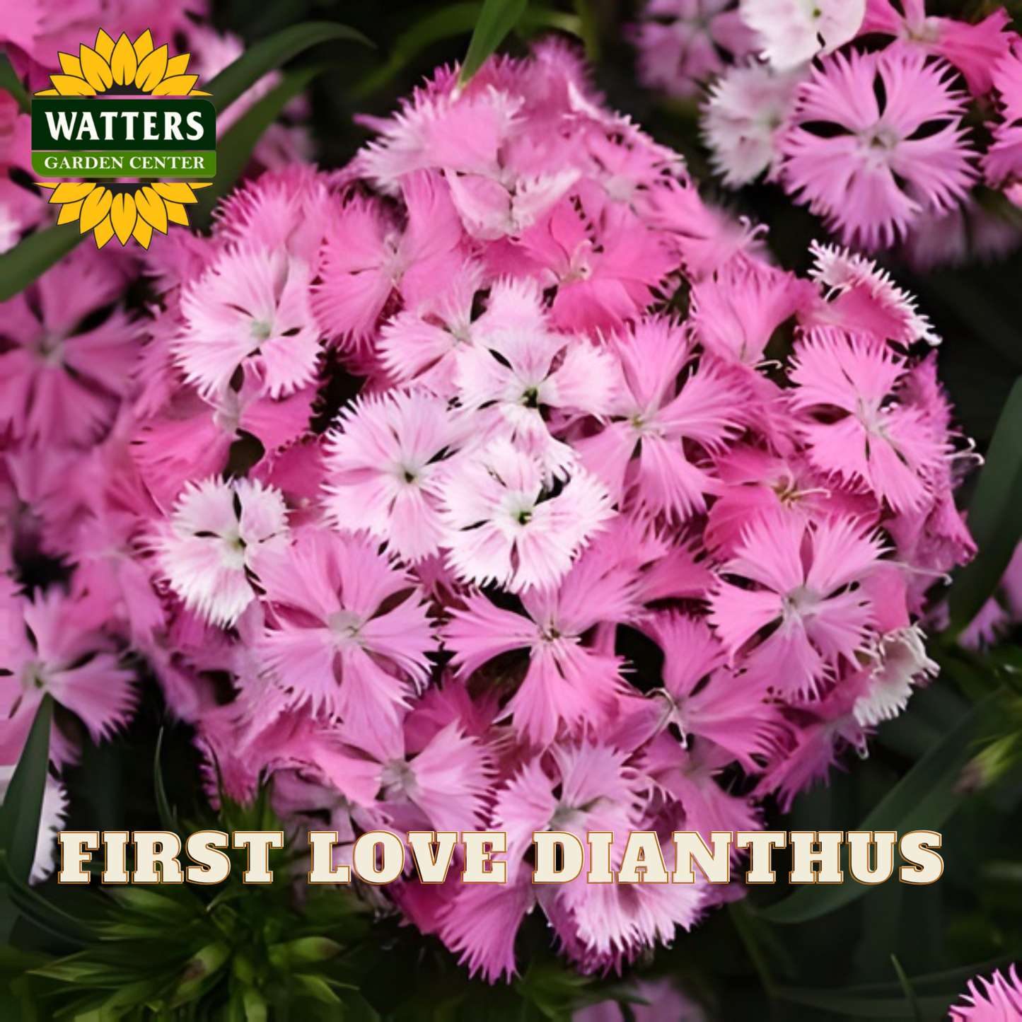 Closeup of light and dark pink First Love Dianthus flowers against green stems. Watters Logo overlay on image. 