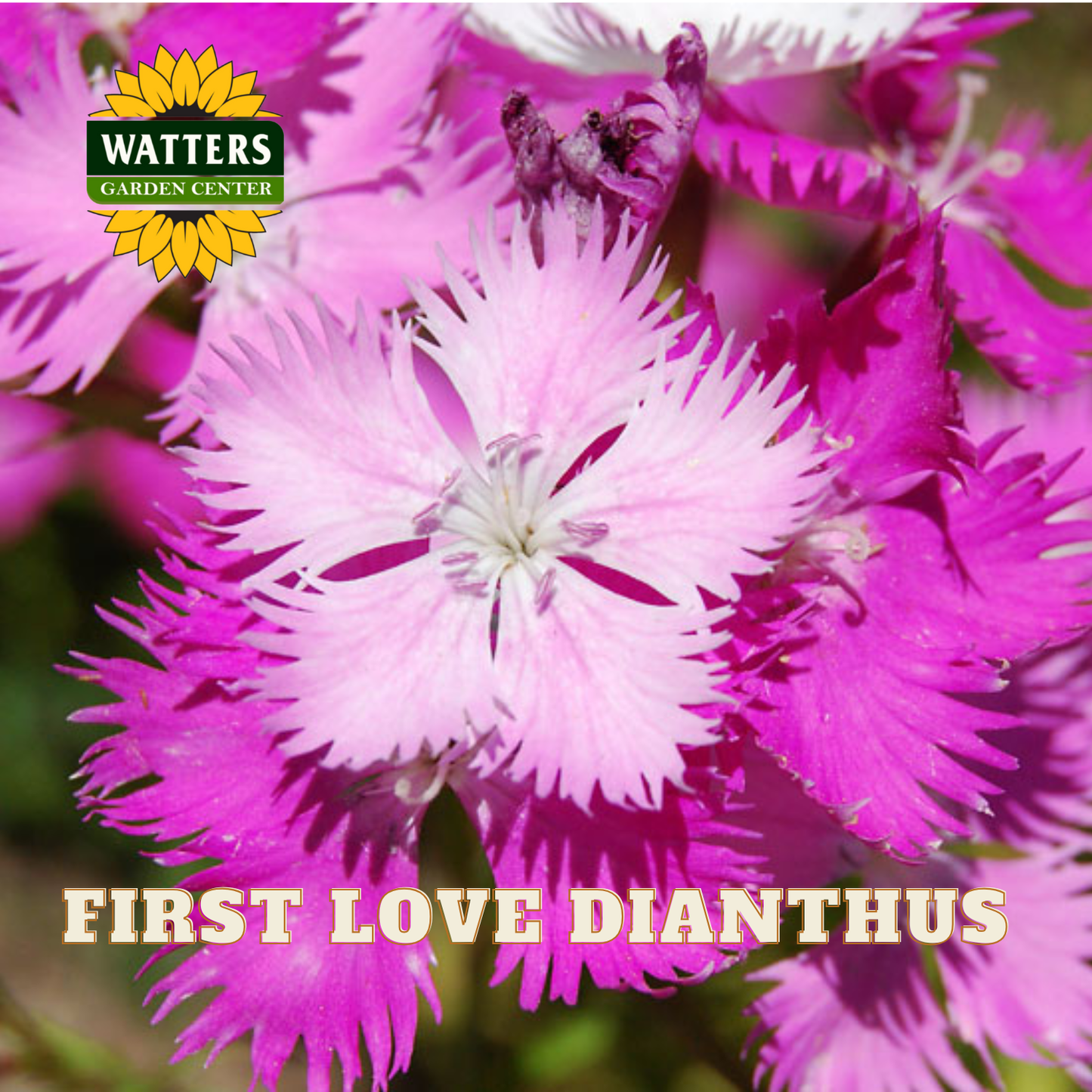 Closeup of light and dark pink First Love Dianthus flowers. Watters Logo overlay on image. 