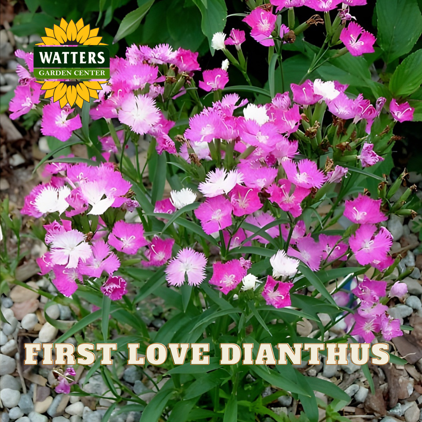 Closeup of light and dark pink First Love Dianthus flowers against green stems. Watters Logo overlay on image. 