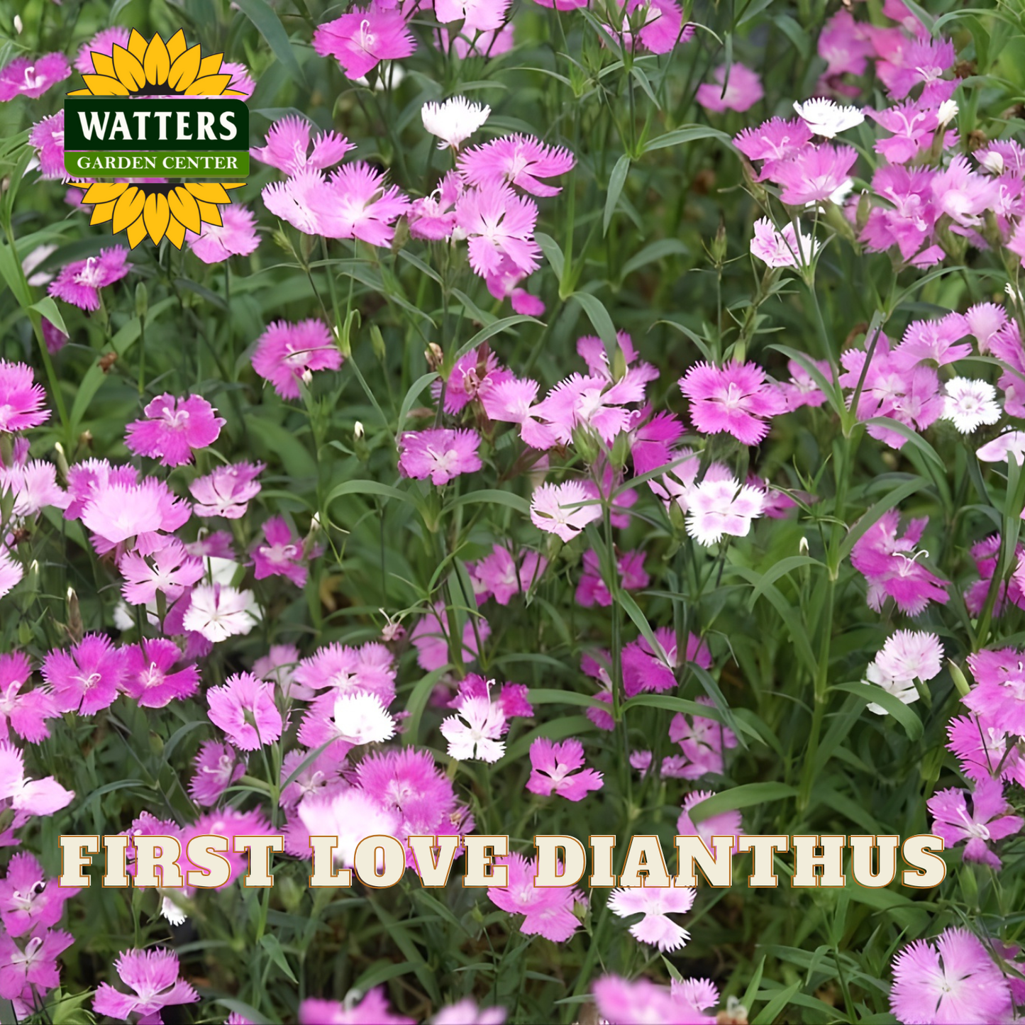 Closeup of light and dark pink First Love Dianthus flowers against green stems. Watters Logo overlay on image. 