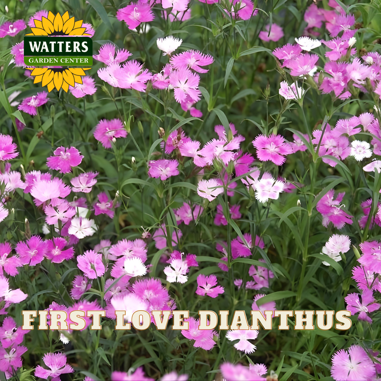 Closeup of light and dark pink First Love Dianthus flowers against green stems. Watters Logo overlay on image. 