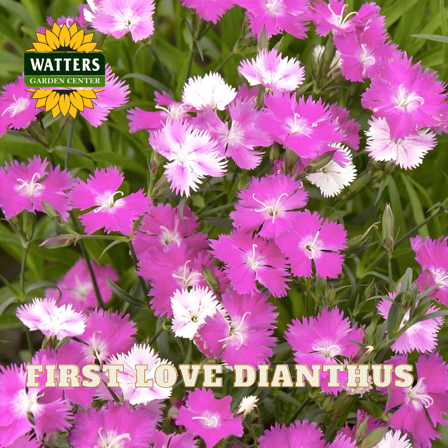 Closeup of light and dark pink First Love Dianthus flowers against green stems. Watters Logo overlay on image. 