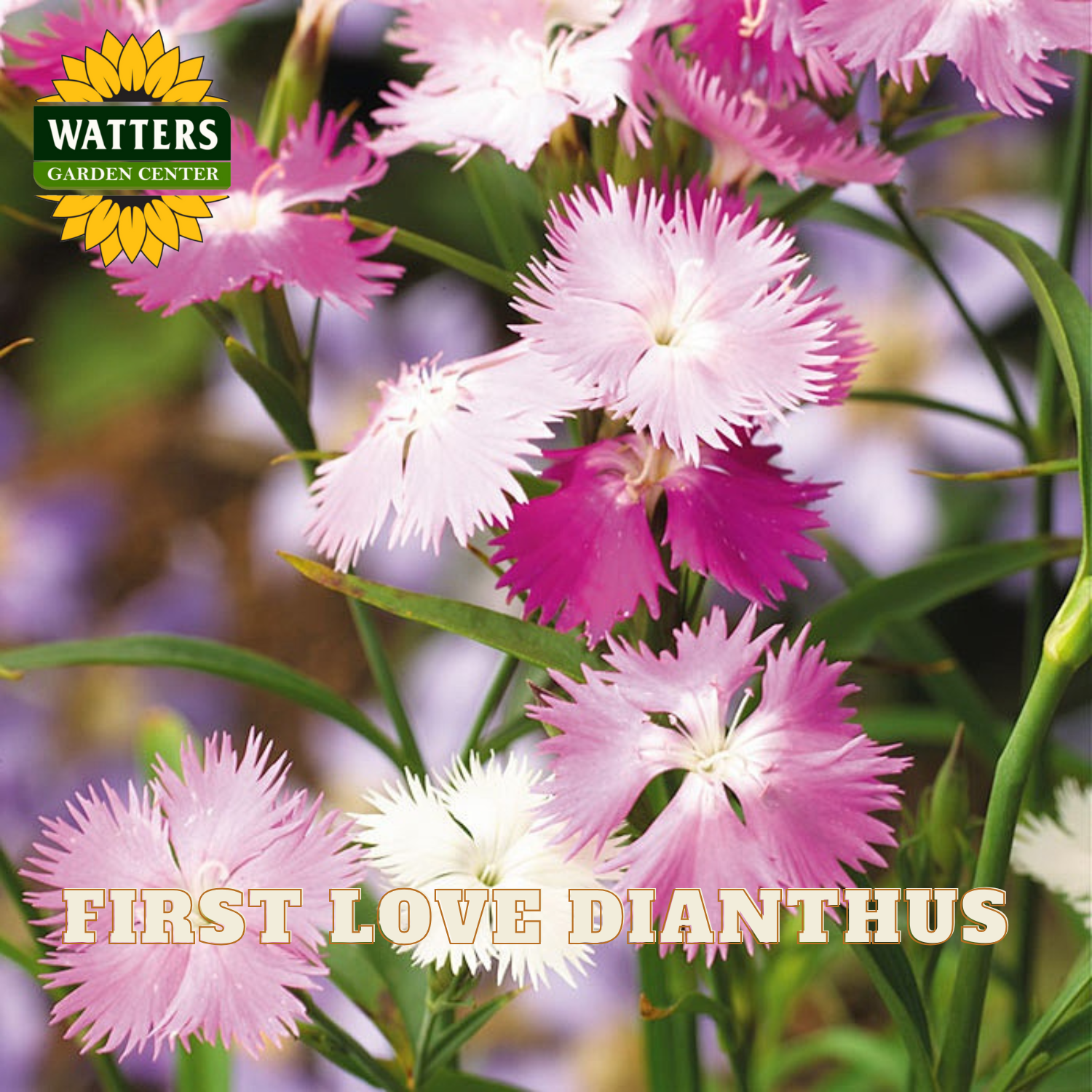 Closeup of light and dark pink First Love Dianthus flowers against green stems. Watters Logo overlay on image. 