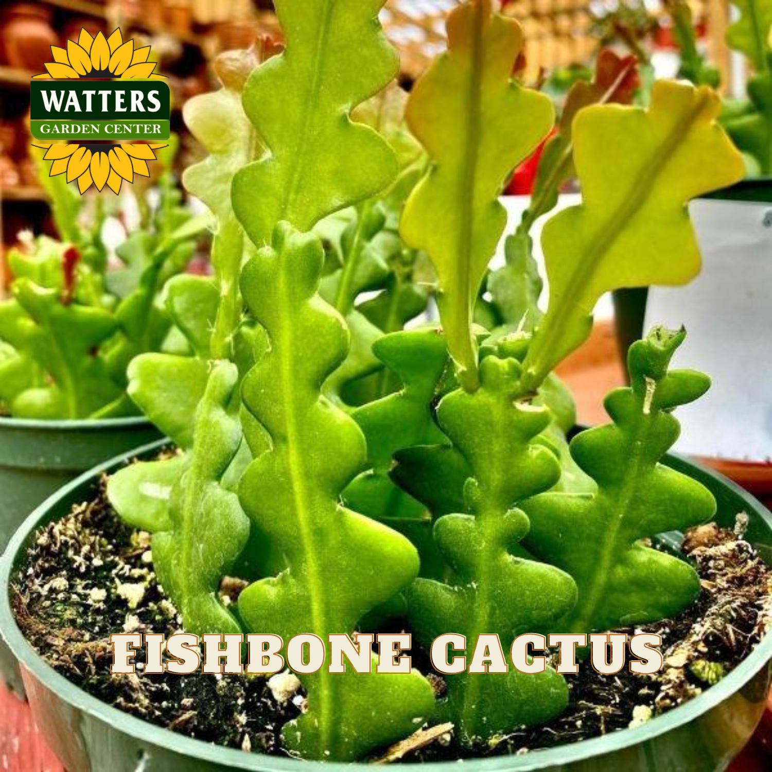 Fishbone cactus in a pot with Watters Garden Center logo in the background
