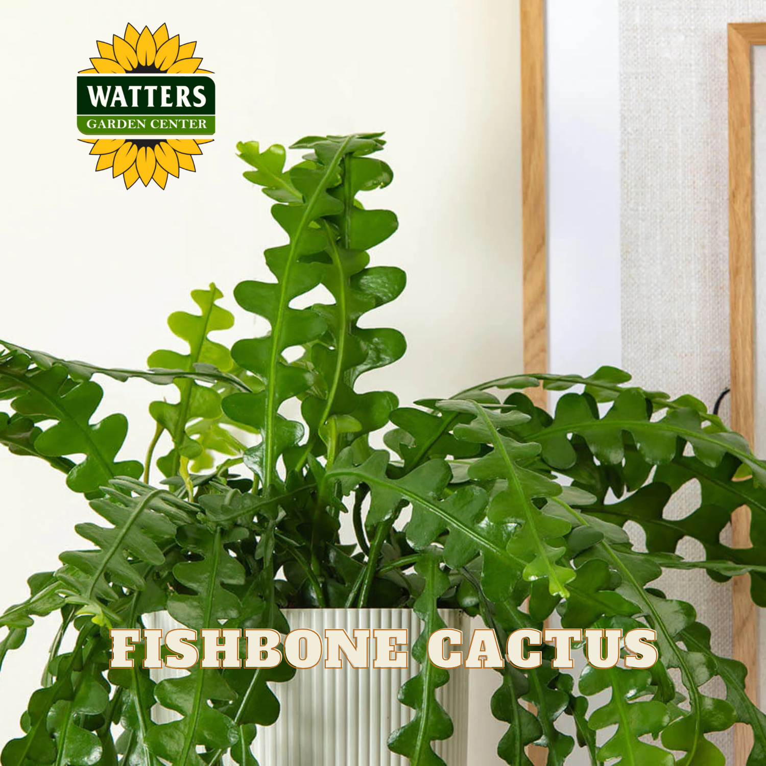 Fishbone cactus plant with Watters Garden Center logo in the corner