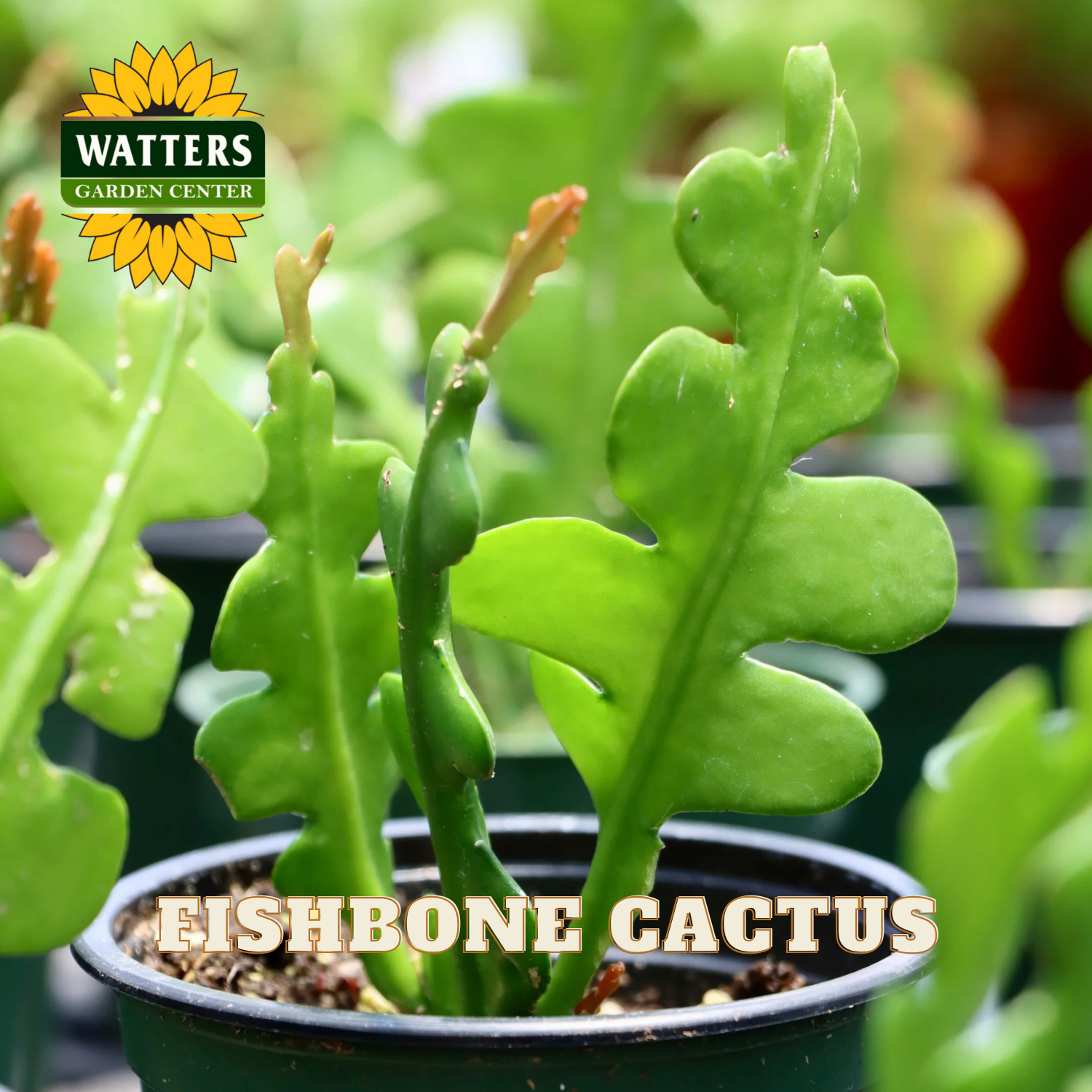 Fishbone cactus in a pot with Watters Garden Center logo in the background