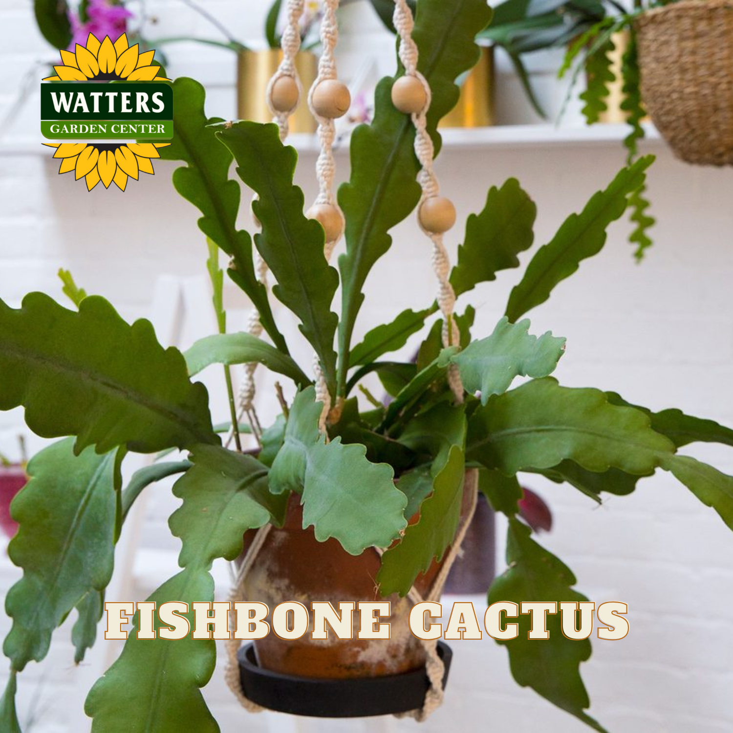 Fishbone cactus in a pot with decorative beads, Watters Garden Center logo visible