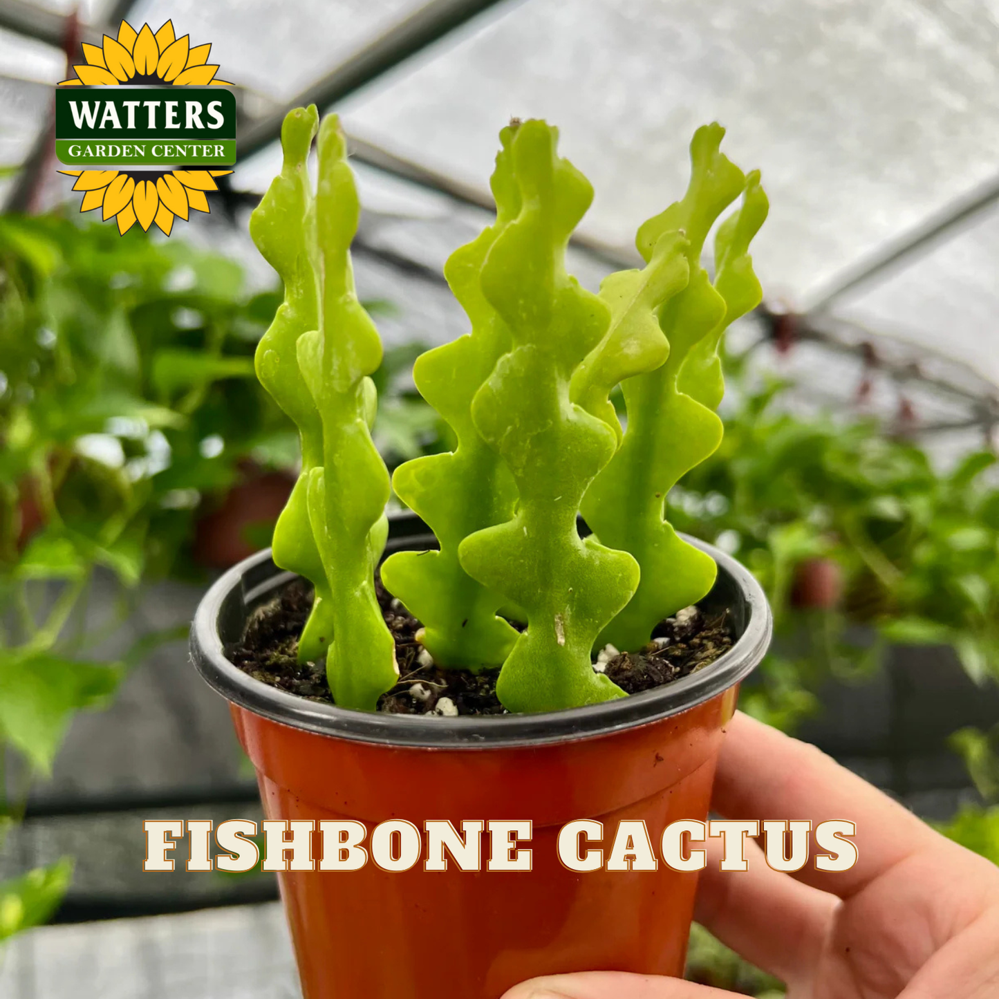 Fishbone cactus in a pot held by a hand with Watters Garden Center logo.