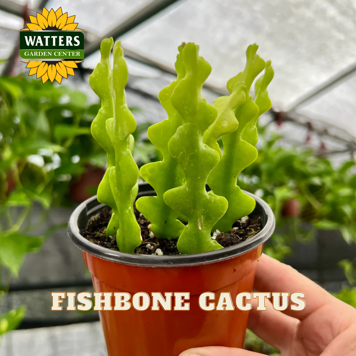 Fishbone cactus in a pot held by a hand with Watters Garden Center logo.