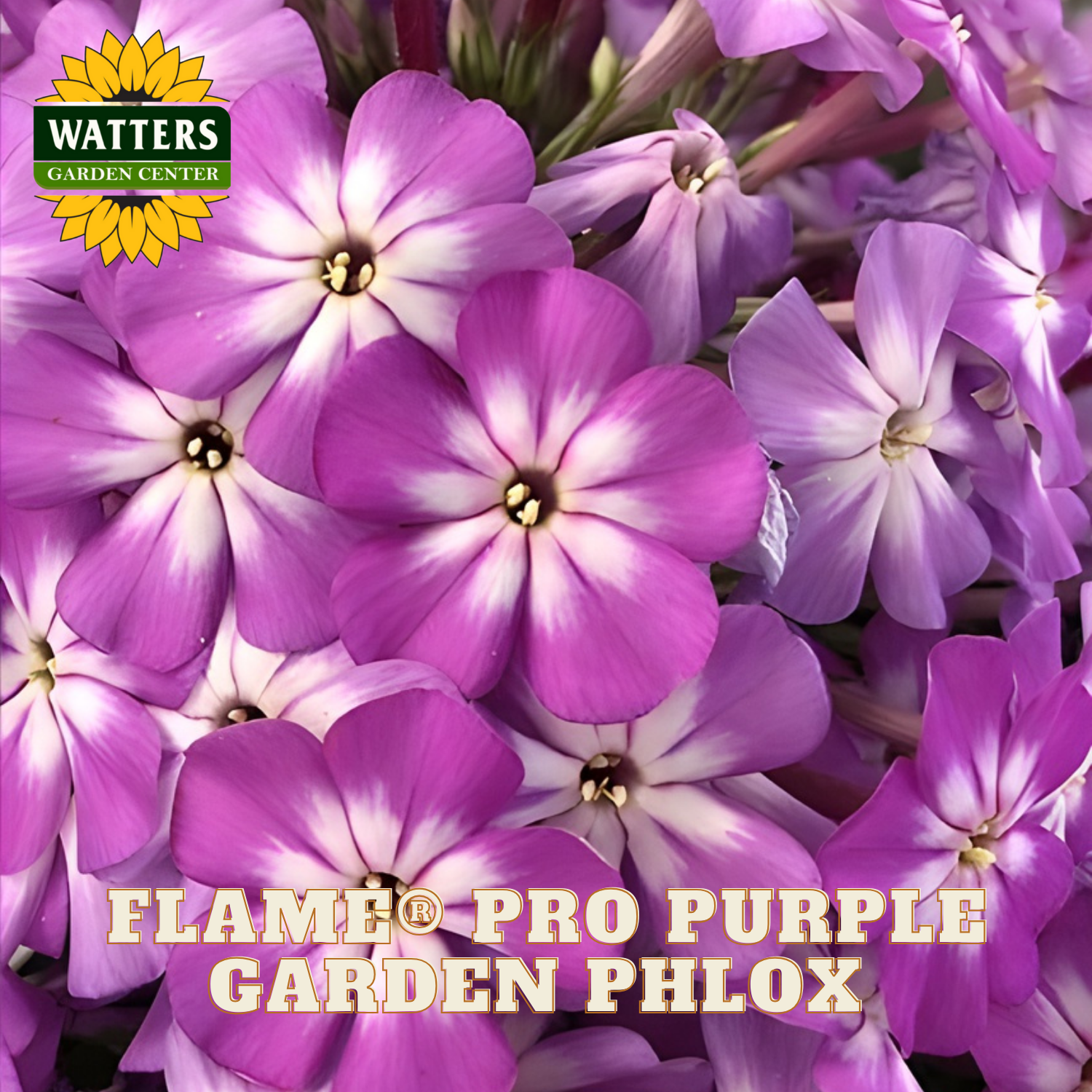 Watters Garden Center Flame Pro Garden Phlox - Thumbnail 4