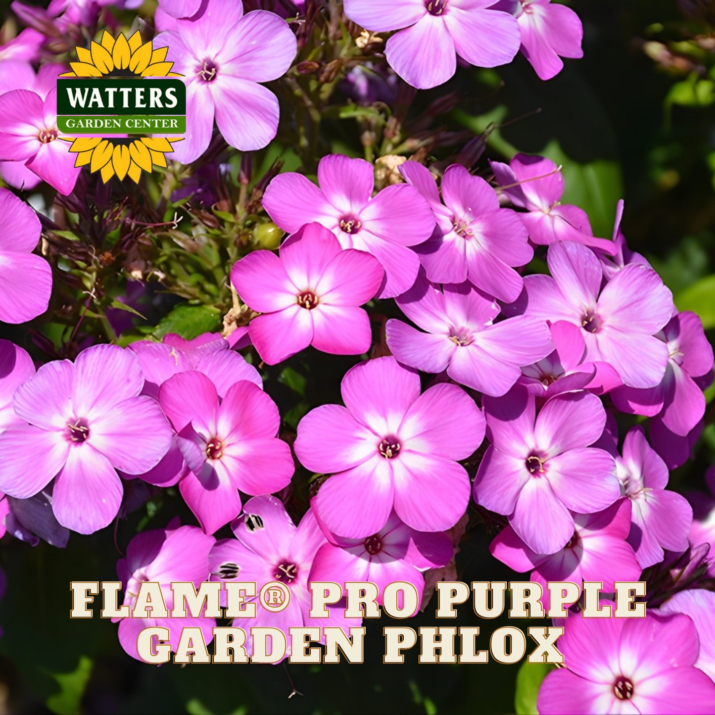 Purple garden phlox flowers with Watters Garden Center logo