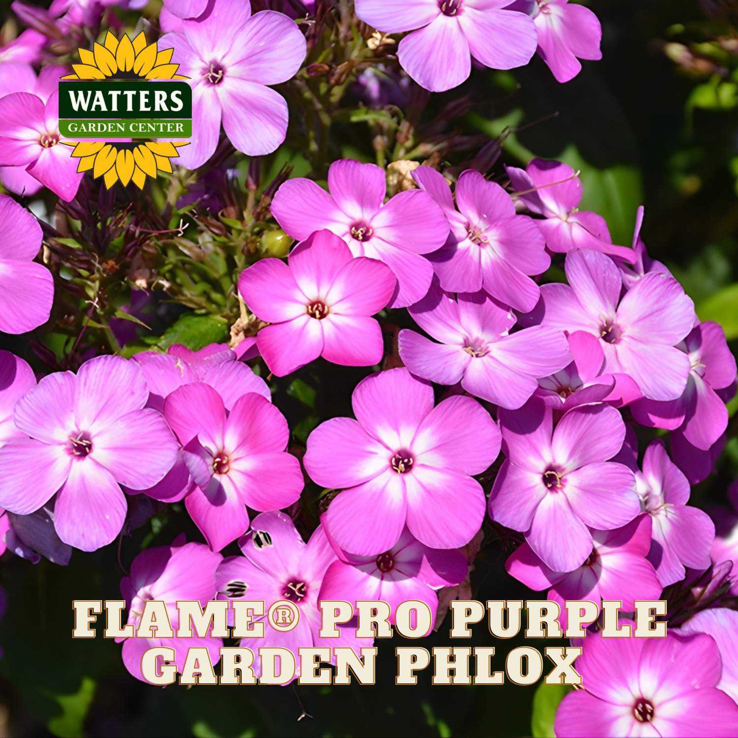 Purple garden phlox flowers with Watters Garden Center logo