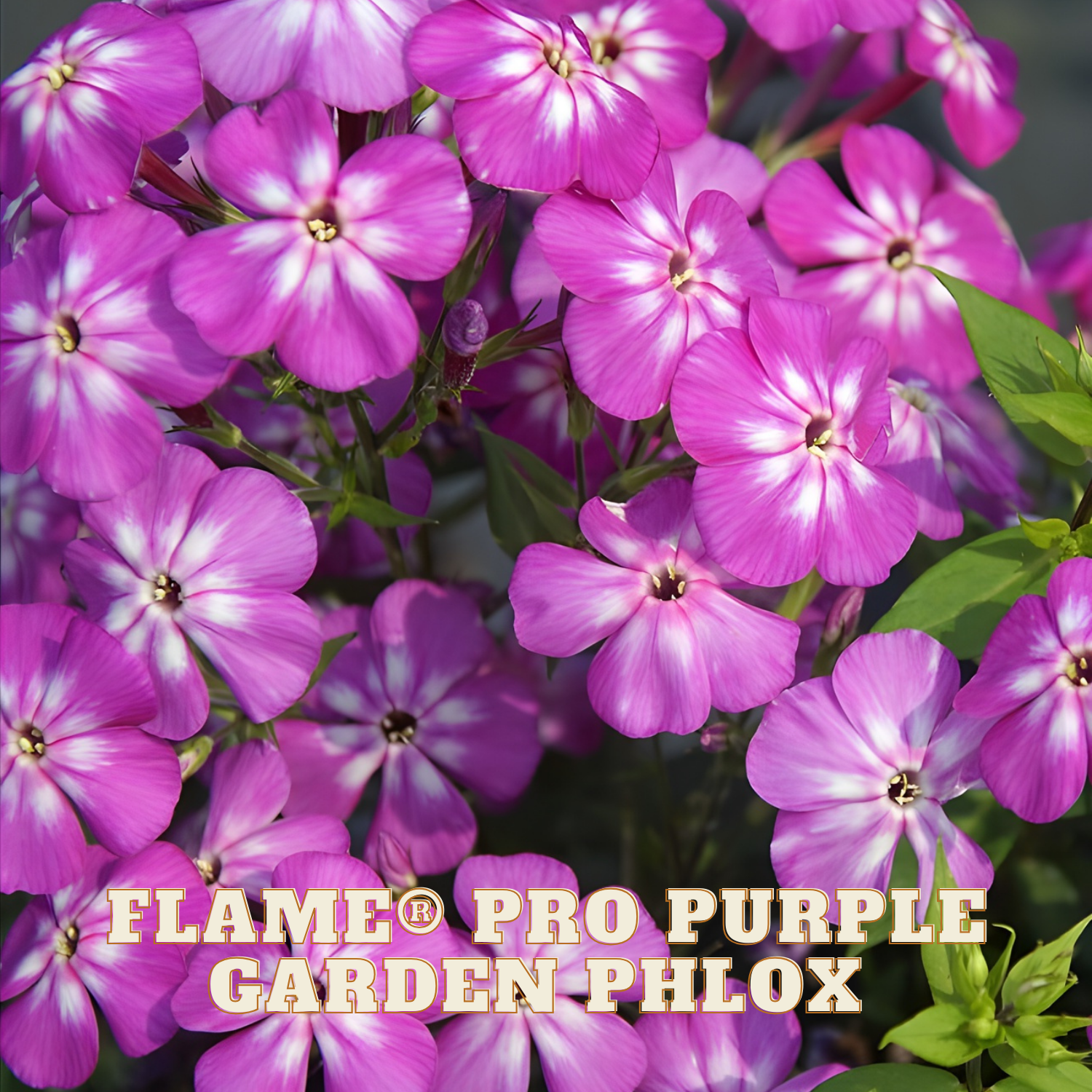 Close-up of purple garden phlox flowers with text 'FLAME PRO PURPLE GARDEN PHLOX'.