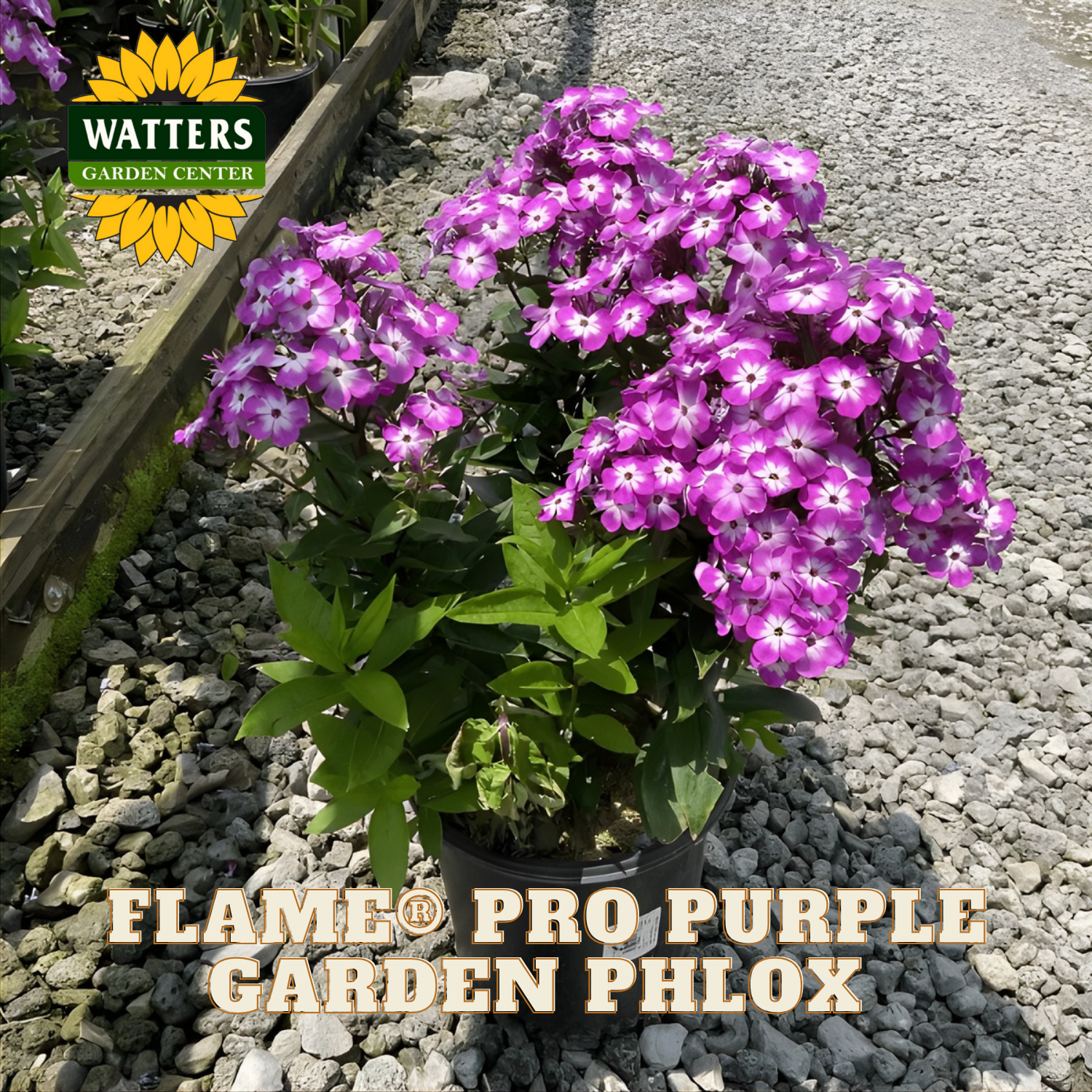 Flame Pro Purple Garden Phlox plants in pots on a gravel surface with Watters Garden Center branding.