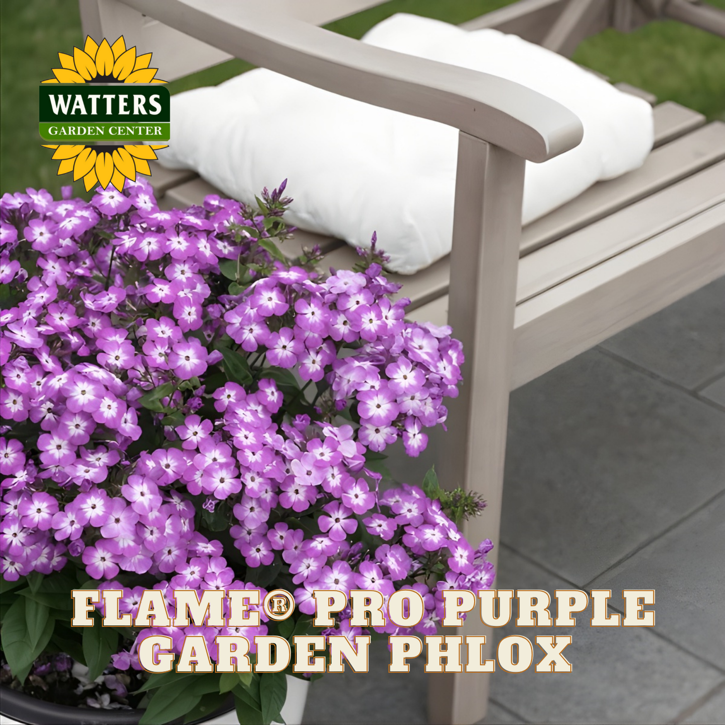 Flame Pro Purple Garden Phlox plant next to a wooden bench with Watters Garden Center logo.