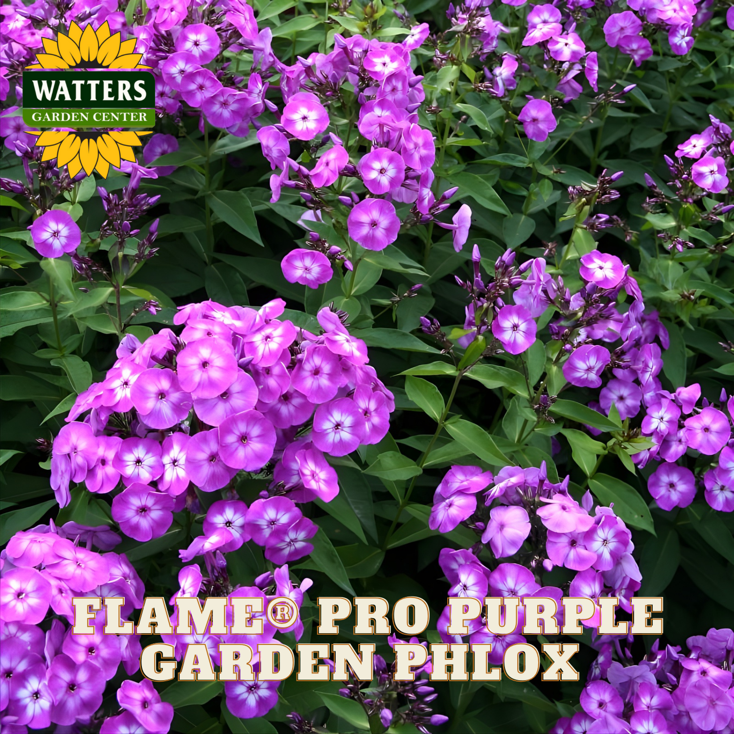 Watters Garden Center Flame Pro Garden Phlox - Thumbnail 2