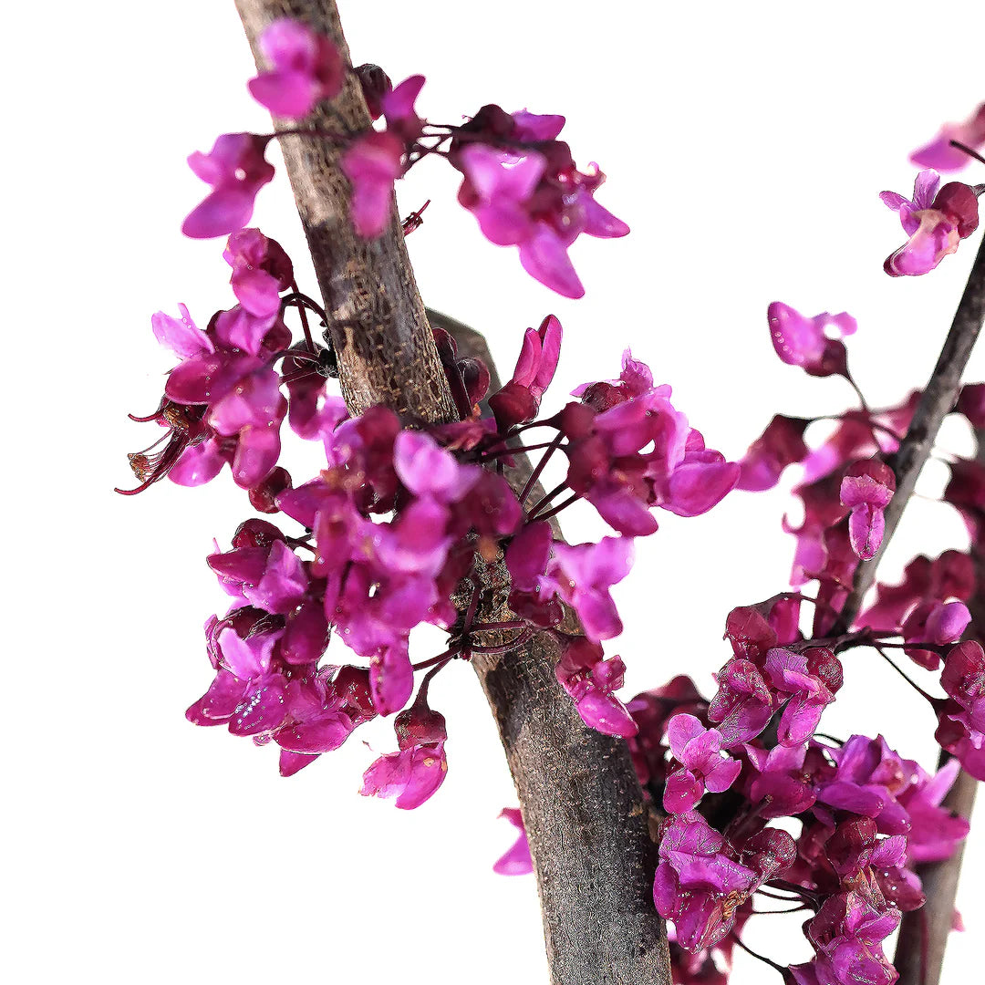 FLAME THROWER REDBUD TREE 5gal