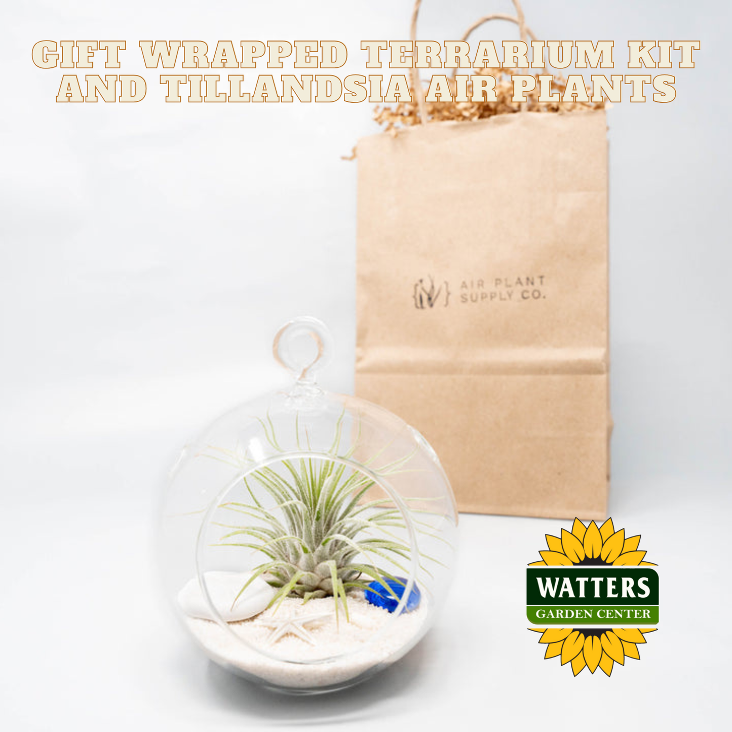 Gift Wrapped Terrarium Kit and Tillandsia Air Plants
