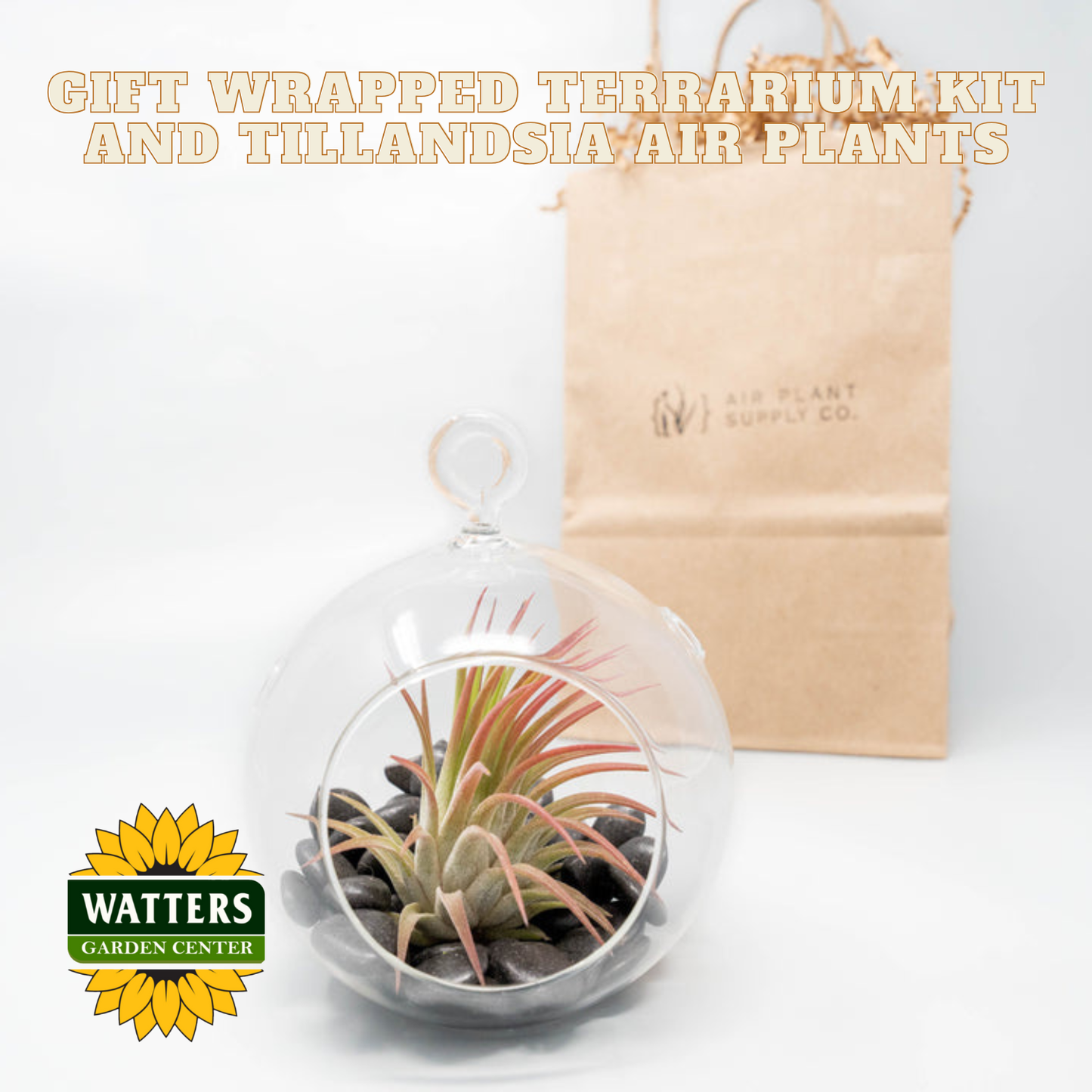 Gift Wrapped Terrarium Kit and Tillandsia Air Plants