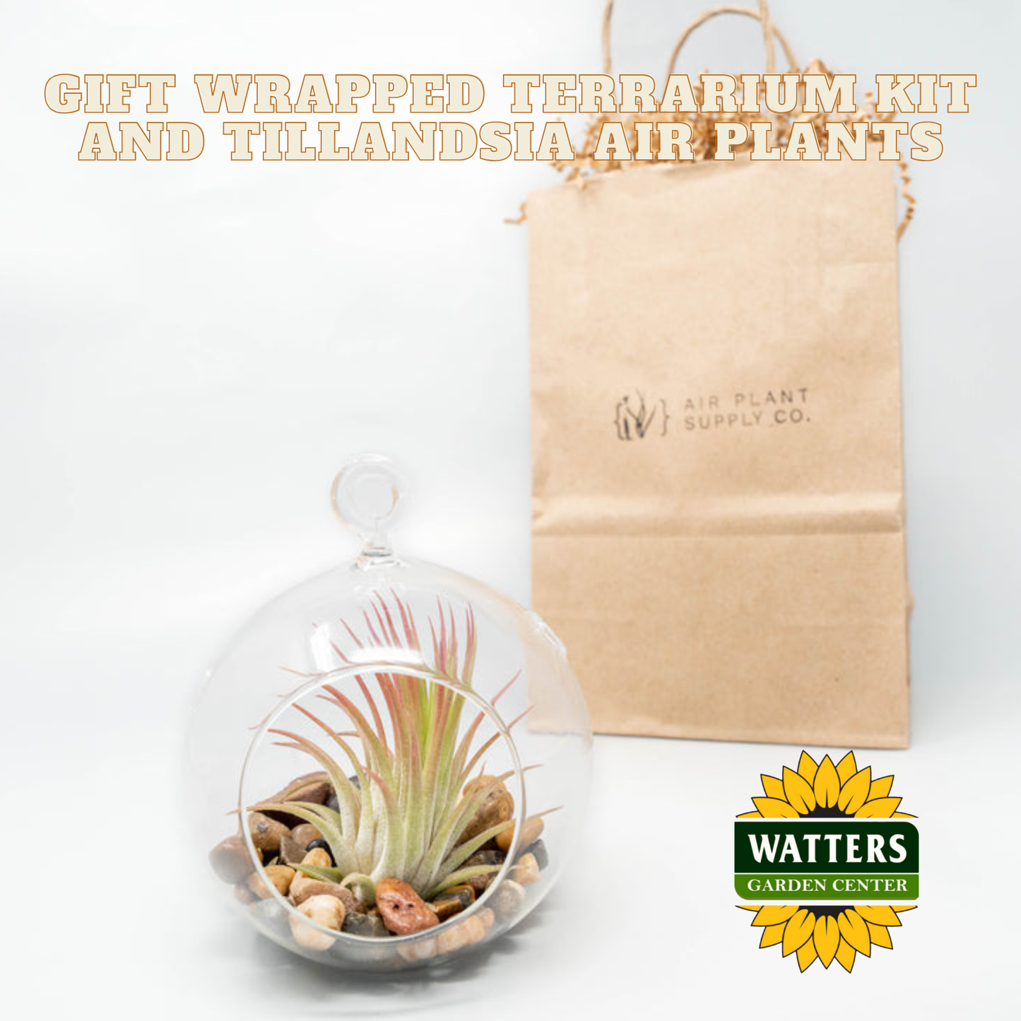 Gift Wrapped Terrarium Kit and Tillandsia Air Plants