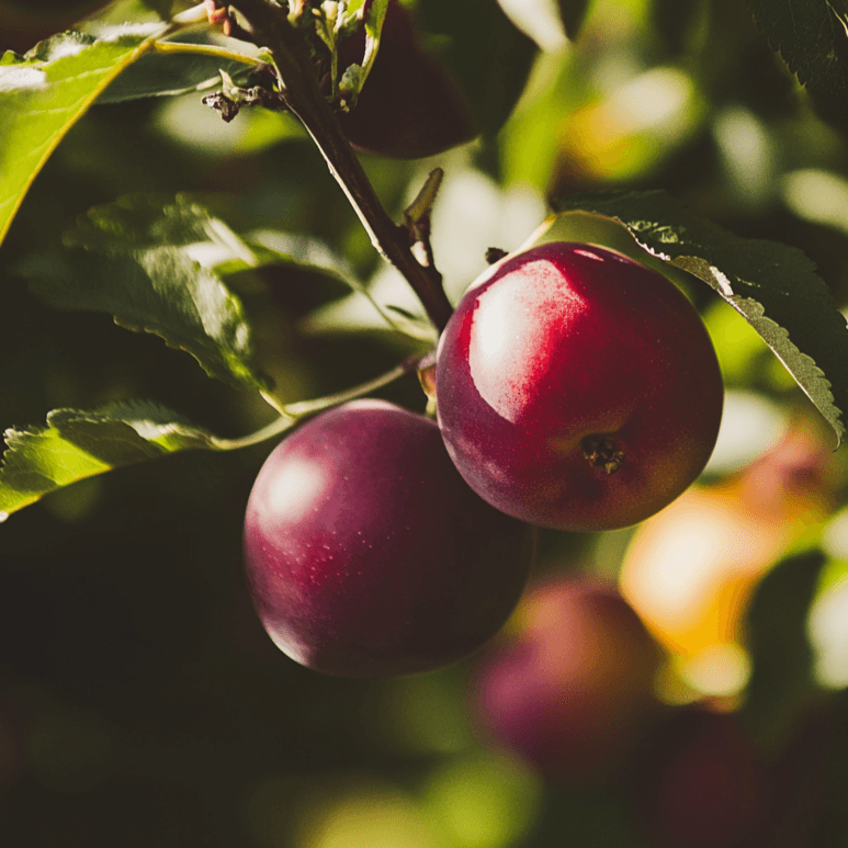 FLAVOR KING PLUOT TREE 7gal
