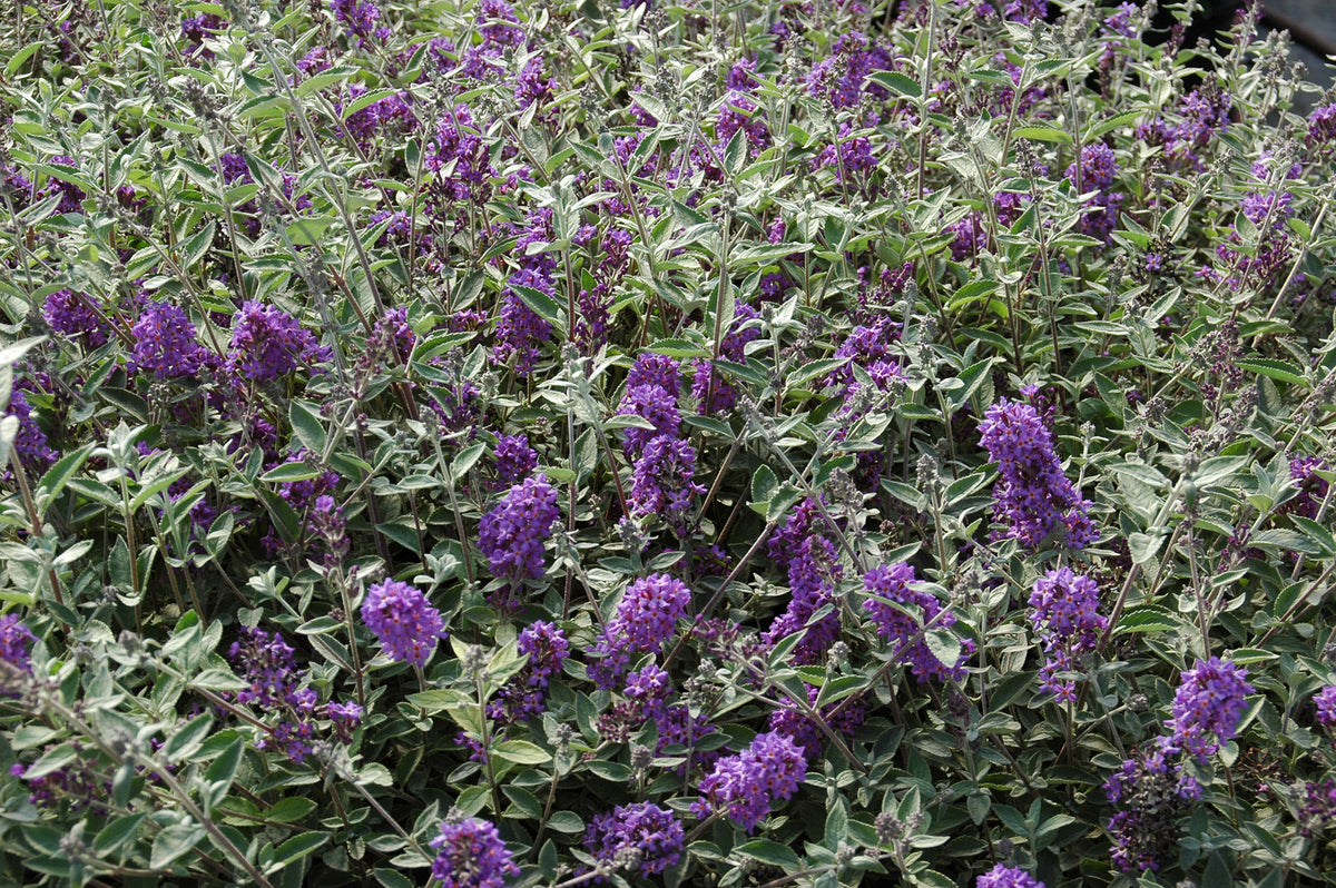 FLUTTERFLY PETITE BLUE HEAVEN BUTTERFLY BUSH 2gal