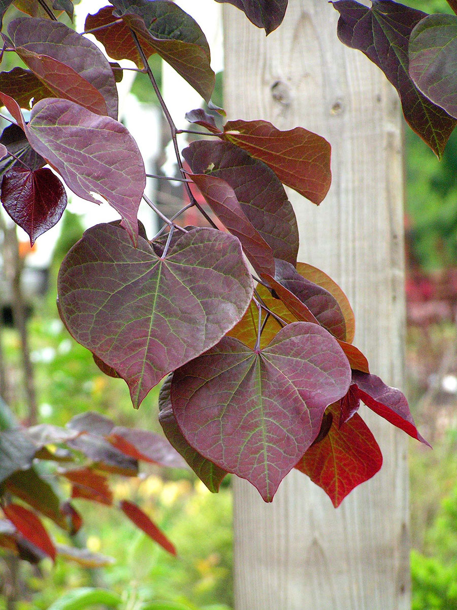 FOREST PANSY REDBUD TREE 5gal