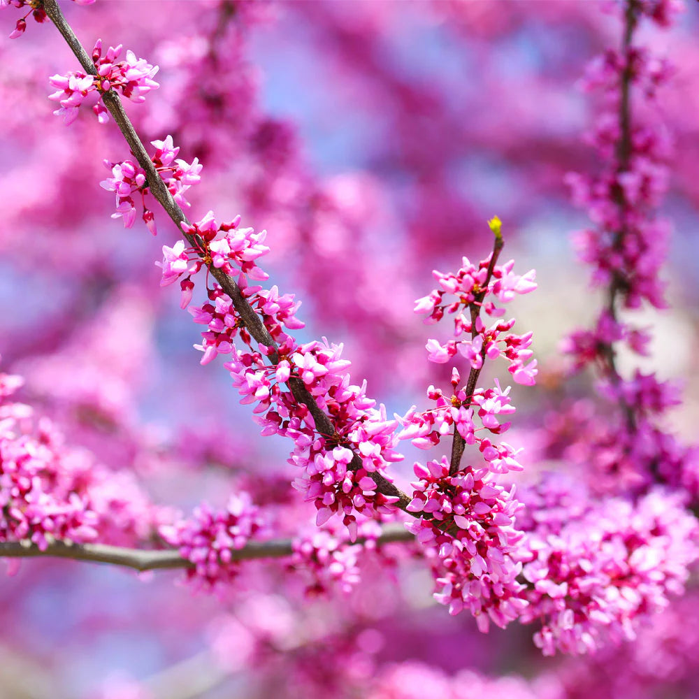 FOREST PANSY REDBUD TREE 5gal