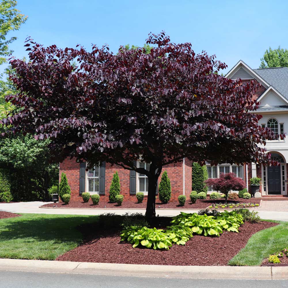 FOREST PANSY REDBUD TREE 5gal