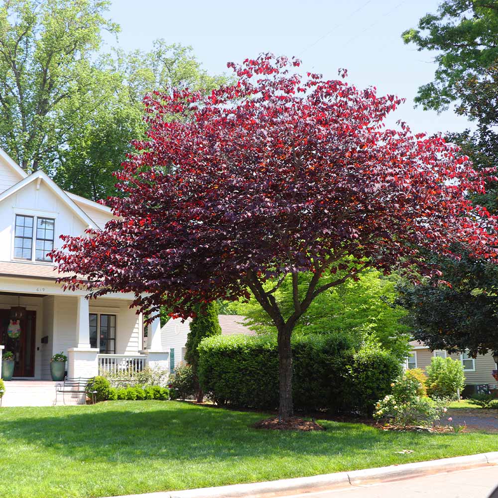FOREST PANSY REDBUD TREE 5gal