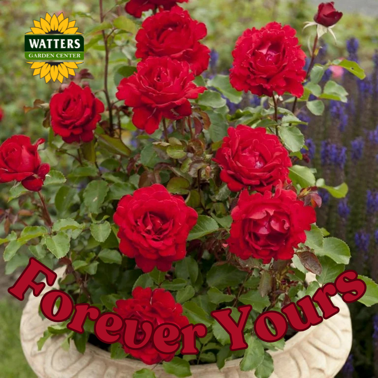 FOREVER YOURS ROSE 3gal – Watters Garden Center
