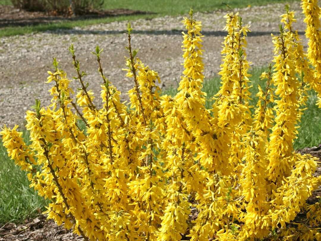 SPRING FLING FORSYTHIA 2gal